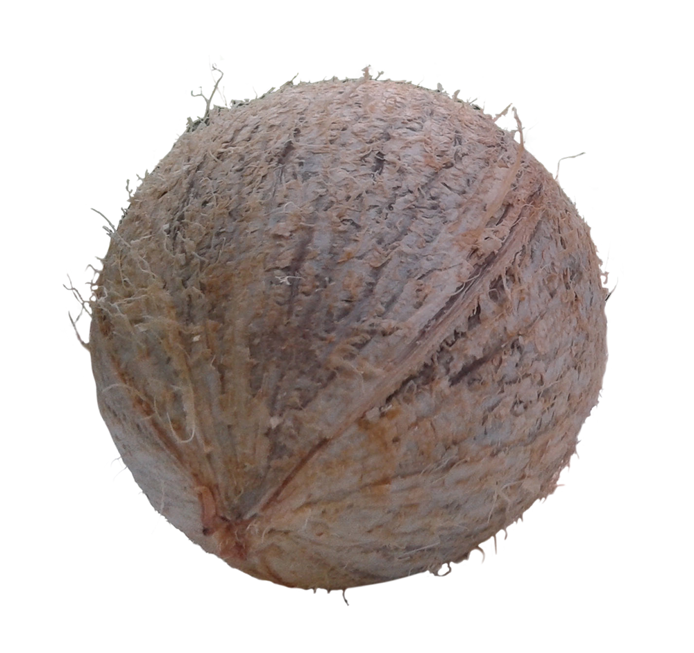 coconut png, coconut png image, coconut transparent png image, coconut png full hd images download